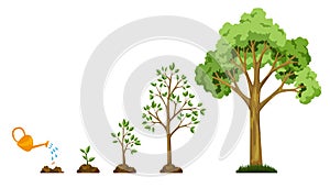 Stages growth of tree from seed. Watering the plants. Collection of trees from small to large. Green tree with leaf