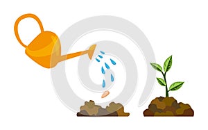 Stages growth of tree from seed. Watering the plants. Germination of a green sprout with leaves. Business cycle