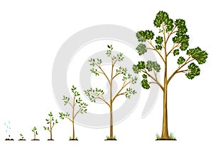 Stages growth of tree from seed. Watering the seeds from cloud rain. Collection of trees from small to large. Green tree