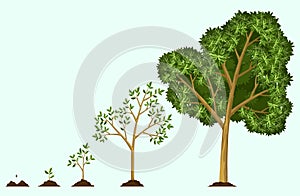 Stages growth of tree from seed. Watering the seeds. Collection of trees from small to large. Green tree with leaf