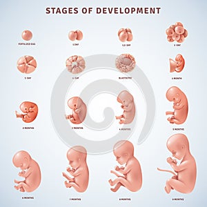 Stages Human Embryonic Development