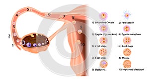 Stages in the journey of a human fertilized egg: starting from ovulation and movement in the Fallopian tube to photo