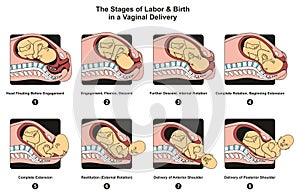 Stages of Labor and Birth in a vaginal delivery