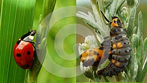 Stages of the ladybug life cycle