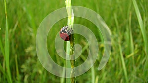 Stages of the ladybug life cycle | Adult Ladybug