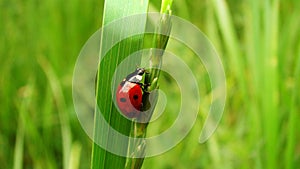 Stages of the ladybug life cycle | Adult Ladybug