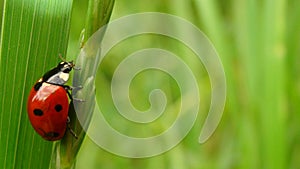 Stages of the ladybug life cycle | Adult Ladybug