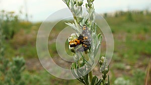 Stages of the ladybug life cycle | Larva