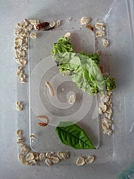 Stages of a mealworm