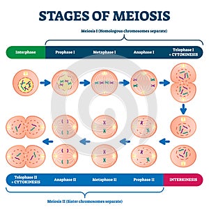 Stages of meiosis vector illustration. Labeled cell division process scheme