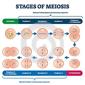 Stages of meiosis vector illustration. Labeled cell division process scheme photo