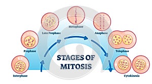 Stages of mitosis, vector illustration diagram