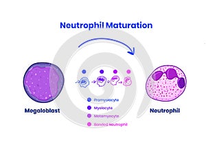 Stages of neutrophil maturity from megaloblast to the neutrophil photo