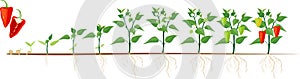 Stages of pepper growth from seed and sprout to harvest