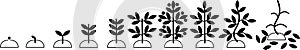 Stages of plant development - the growth of the plant from the seed to an adult fruit-bearing plant