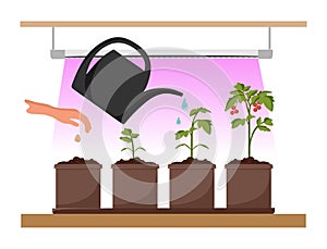 Stages of plant growth under the phytolamp. Growing garden plants with purple light. Plant care. Vector illustration