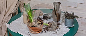 Stages of planting spring flowers or grass in egg shells, Easter concept