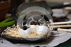 Stages of planting spring flowers or grass in egg shells, Easter concept