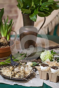 Stages of planting spring flowers or grass in egg shells, Easter concept