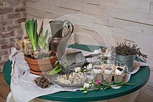 Stages of planting spring flowers or grass in egg shells, Easter concept