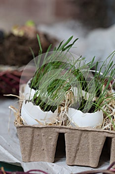 Stages of planting spring flowers or grass in egg shells, Easter concept