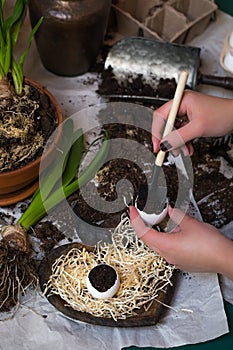 Stages of planting spring flowers or grass in egg shells, Easter concept, woman`s hands