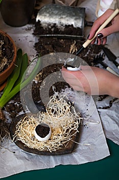 Stages of planting spring flowers or grass in egg shells, Easter concept, woman`s hands