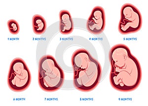 Stages of pregnancy. Fetal development process, human embryo growth cycle, nine months stages, foetus in womb