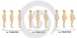 Stages of pregnancy women trimester. vector illustration photo