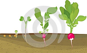 Stages of radish growth from seed and sprout to harvest. Plants showing root structure below ground level