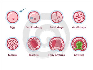 The stages of segmentation of a fertilized ovum