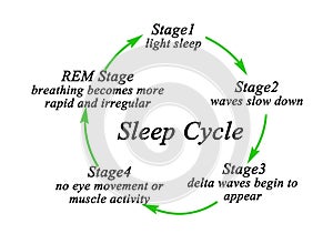 Stages of Sleep Cycle