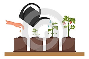 Stages of tomato growth. Cultivation of garden plants. Plant care. Vector illustration