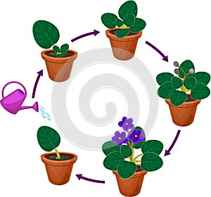 Stages of vegetative reproduction of African violets Saintpaulia. Sequence of stages of plant growth from leaf section to plant photo