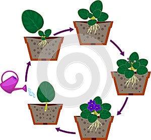 Stages of vegetative reproduction of African violets Saintpaulia. Sequence of stages of plant growth from leaf section to plant