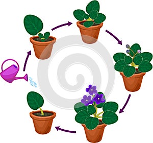 Stages of vegetative reproduction of African violets Saintpaulia. Sequence of stages of plant growth from leaf section to plant