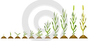 Stages wheat growth. Vector botanical illustration germination and ripening crops.