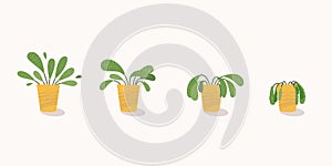 Stages of withering, a wilted plant in a pot, abandoned houseplant without watering and care. Potted plant dying. Vector