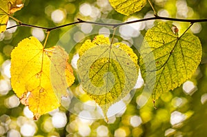 Stages of yellowing of linden leaves in the fall.