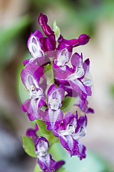 Stagger weed (Corydalis cava) plant with purple flower