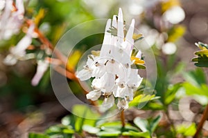 Stagger weed Corydalis cava plant with purple or white flower
