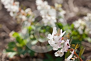 Stagger weed Corydalis cava plant with purple or white flower