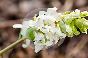 Stagger weed Corydalis cava plant with purple or white flower