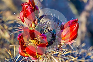 Staghorn Cactus Bloom photo