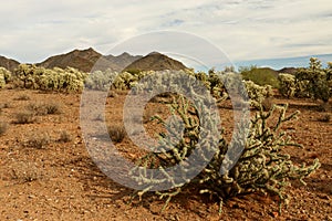 Staghorn Cactus in front of Cholla photo