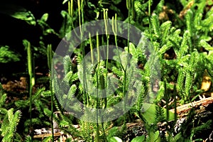 Staghorn Clubmoss   50687