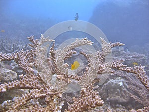 Staghorn coral