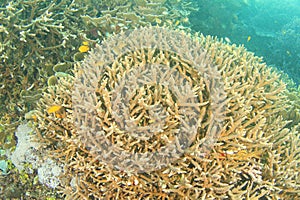 Staghorn coral - Acropora cervicornis