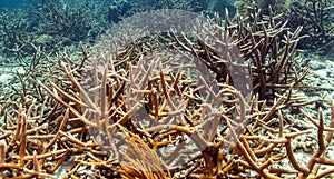 The staghorn coral (Acropora cervicornis)