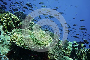 Staghorn coral photo